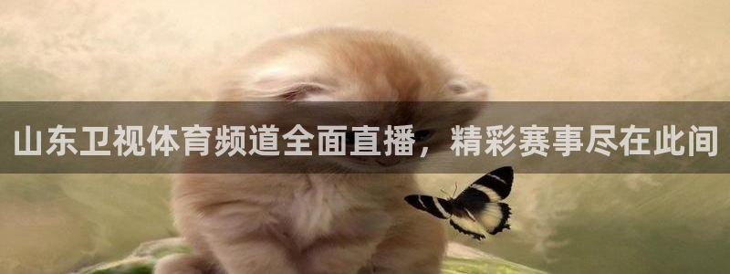 山东卫视体育频道全面直播，精彩赛事尽在此间