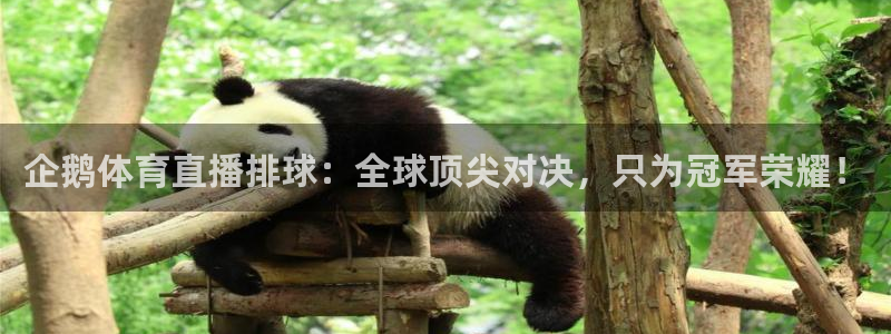 企鹅体育直播排球：全球顶尖对决，只为冠军荣耀！