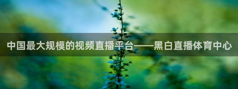 中国最大规模的视频直播平台——黑白直播体育中心